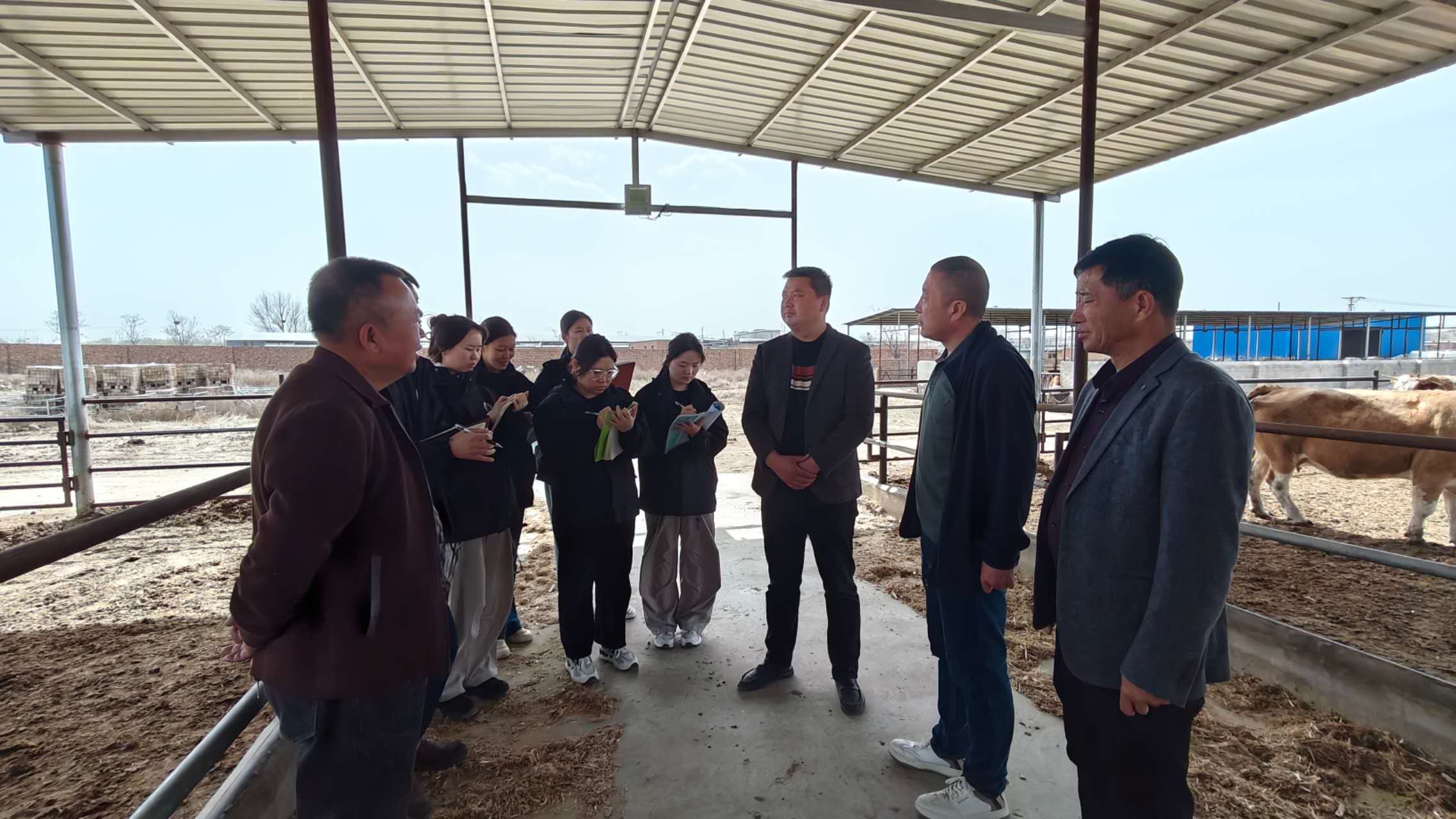在西门塔尔肉牛养殖场调研.jpg